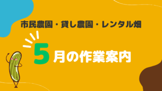 【市民農園】ミニトマトのわき芽をとりましょう 